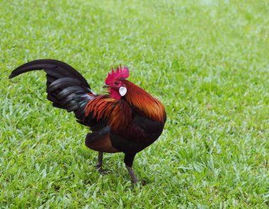 Singapur Botanik Bahçeleri 'ndeki yerel bir parkta Kırmızı Orman Kuşu   