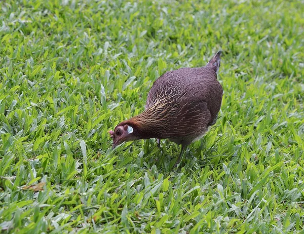Aves Selva Roja Hembra Parque Local Singapore Botanic Gardens — Foto de Stock