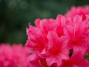 Çiçek Kubbesi 'nde Rhododendron çiçekleri