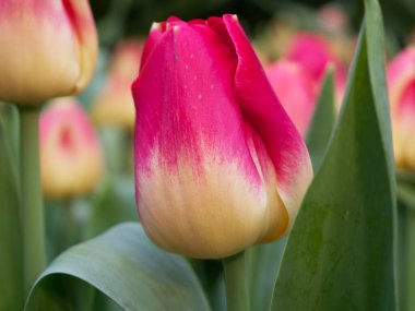 Tulipa Çiçek Kubbesi 'nde Güçlü Aşk  