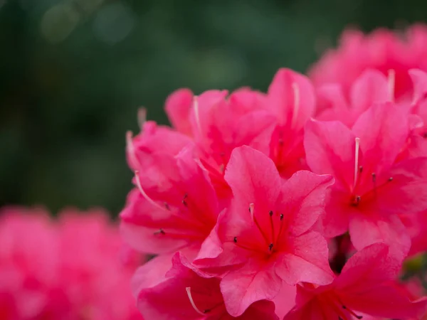 Flores Rododendros Flower Dome — Fotografia de Stock