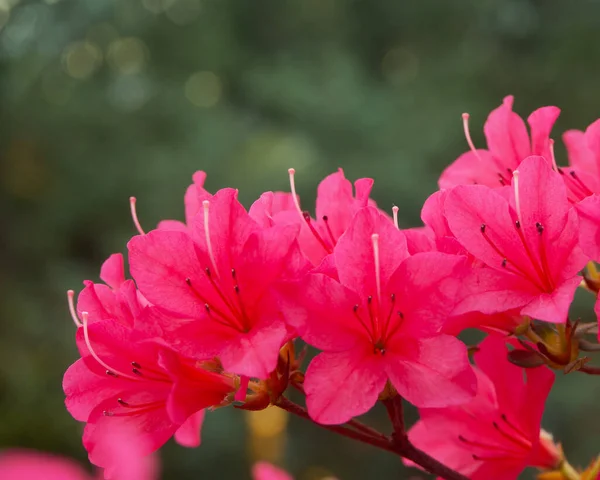 花ドームのツツジの花 — ストック写真