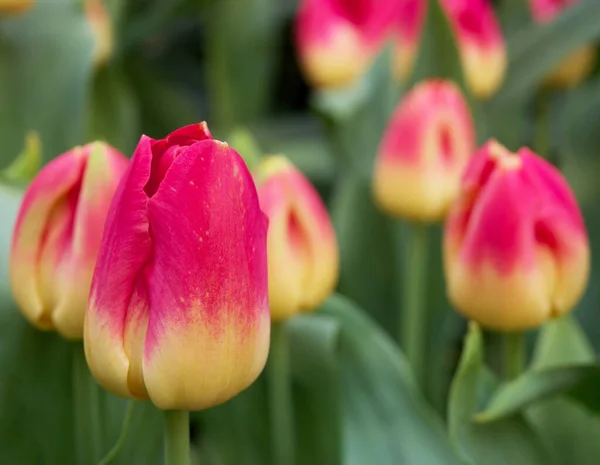 Tulipa Strong Love At the Flower Dome