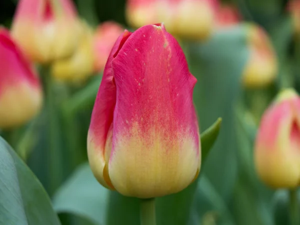 Tulipa Strong Love At the Flower Dome