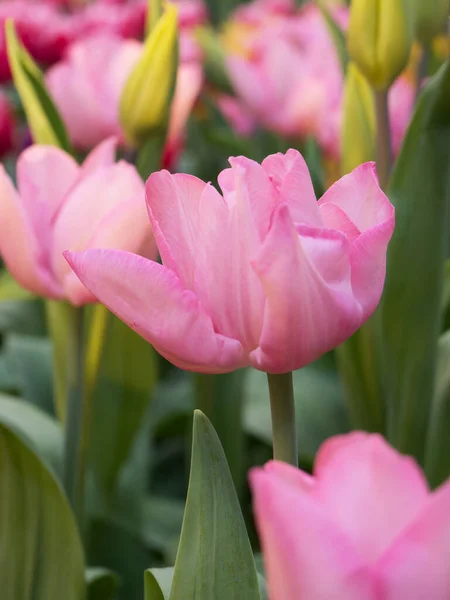 Çiçek Kubbesi 'nde Rhododendron çiçekleri