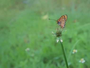 Tawny Coster (Acraea terpsicore) yerel kelebek bahçesinde  