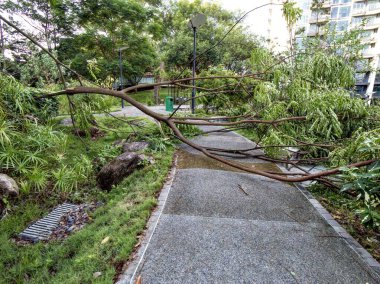 Yerel bir parkta devrilmiş bir ağaç.     
