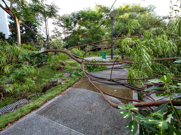 stock image Fallen tree at a local park     