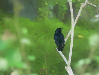Yerel bir parkta Doğulu Saksağan Robin