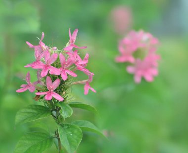 Yerel bir parkta Ruttyruspolia 'Phyllis Van Heerden'