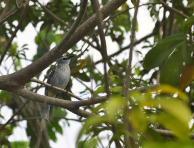 Ağaçta tünemiş sarı havalandırmalı bir bulbul.