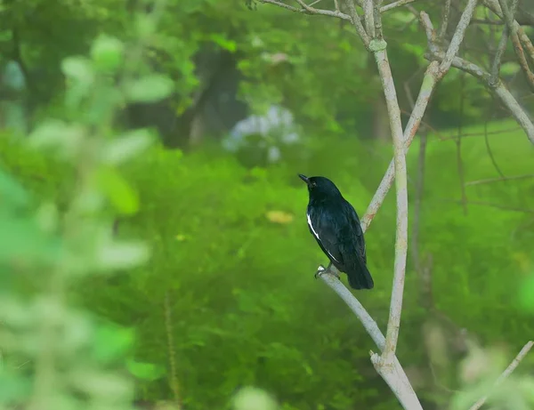 Oriental Magpie Robin Parque Local — Fotografia de Stock