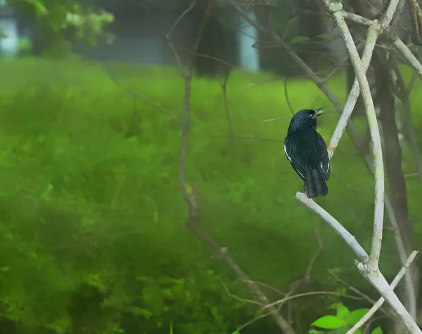 Yerel Bir Parkta Doğulu Saksağan Robin — Stok fotoğraf