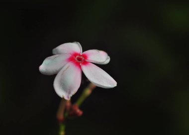 Pembe Kopya, Shrub Vinca, Kopsia Merah, Pembe Gardenya