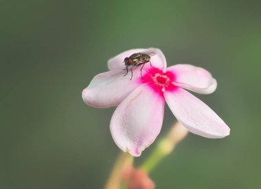 Pembe Kopya, Shrub Vinca, Kopsia Merah, Pembe Gardenya