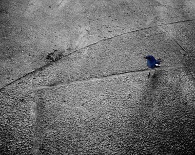 Doğulu Saksağan Robin beton zeminde