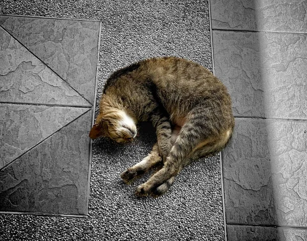 Mahalledeki Uykucu Kedi — Stok fotoğraf