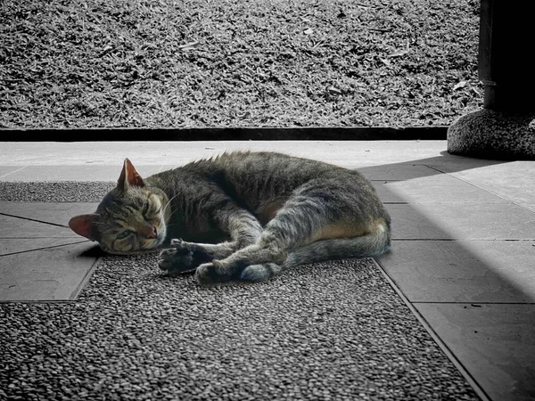 Sömnig Katt Ett Närområde — Stockfoto
