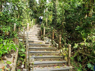 Demiryolu Koridoru 'nda yürüyüş. Büyük yeşil alanlar arasında vahşi yaşamın hareketini sağlayan sürekli yeşil bir geçit..