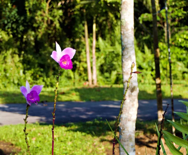 Bamboo Orchid Local Park — Stock Photo, Image