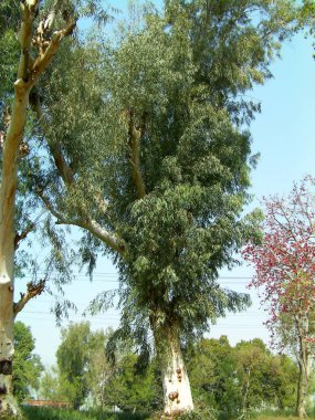 Bahçedeki okaliptüs ağacı, güzel dijital fotoğraf.