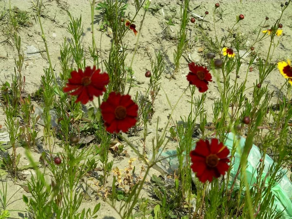 Kozmosz Virágok Kertben Vörös Virágok Fűben — Stock Fotó