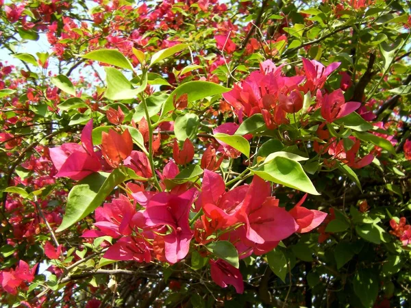 stock image Red bougainvillea flowers on a tree in the garden