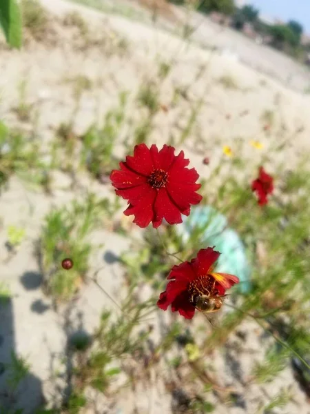 Rote Kosmos Blume Garten Selektiver Fokus — Stockfoto