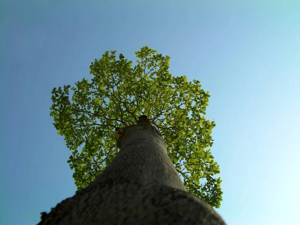 Árbol Bosque Primer Plano Foto Hermoso Fondo Naturaleza — Foto de Stock