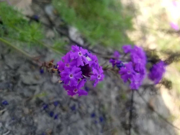 阳光灿烂的日子 花园里有紫色的花 有选择的重点 — 图库照片