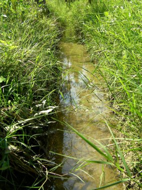 Dere, ormanın arka planındaki yeşil çimlerin arasından akar..