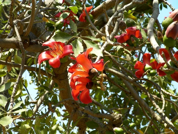 stock image Flowering Bombax ceiba tree with red flowers and green leaves.