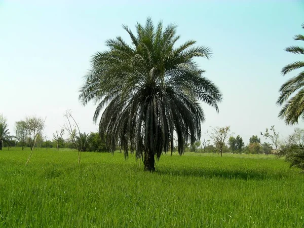 Dates trees in the rice field with blue sky background in Pakistan.