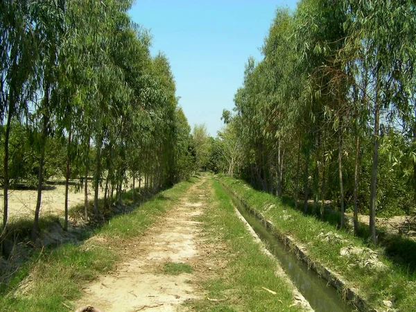 stock image The road through the green eucalyptus tree in the park.