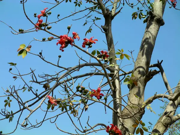 Bombax Ceiba Árvore Com Flores Vermelhas Folhas Verdes Contra Céu — Fotografia de Stock