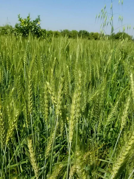 Tarlada yetişen buğday kulakları, fotoğrafa yakın çekim..