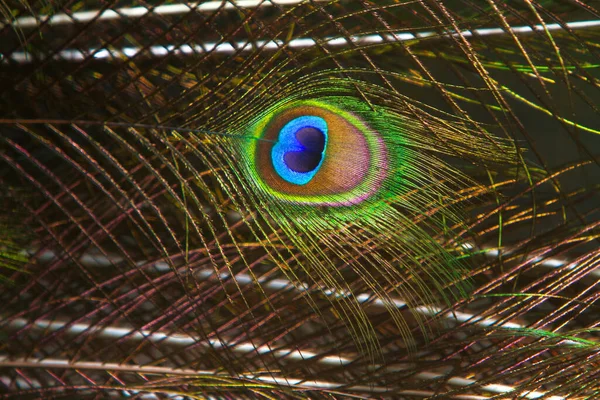 portrait of a peacock feather pattern