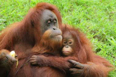 Küçük bir orangutan annesine sarılıyor.