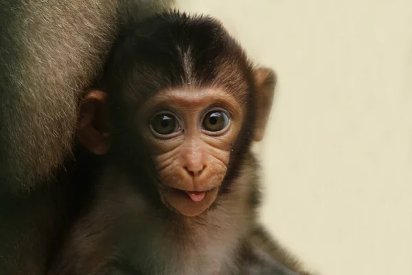 Roztomilý Malý Opičí Obličej — Stock fotografie