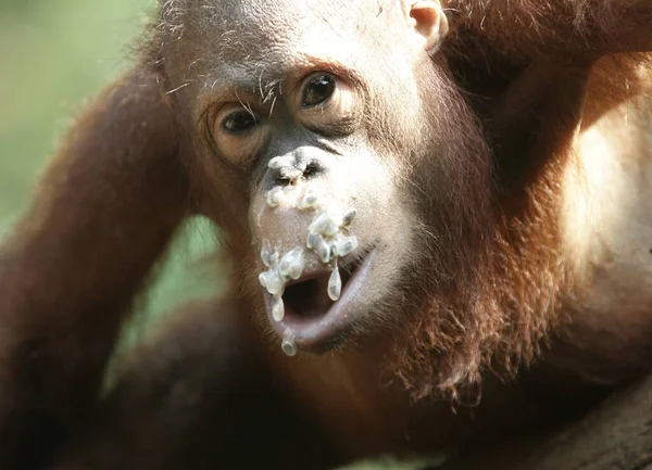 Грязное Лицо Орангутанга После Еды Фруктов — стоковое фото