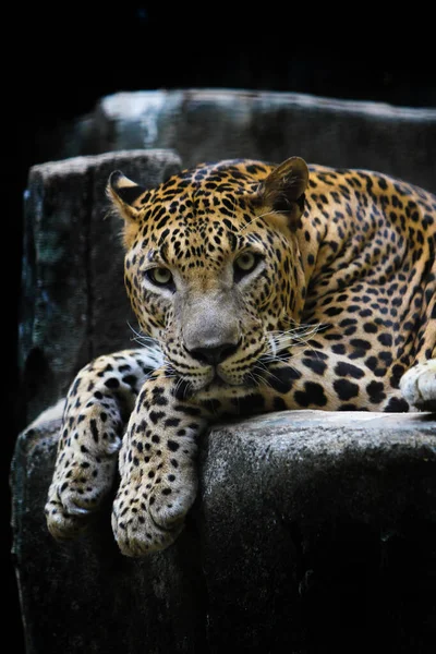 豹子在岩石上休息 — 图库照片
