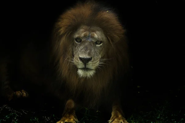 Harimau Sumatra Menghindari Cahaya — Stok Foto