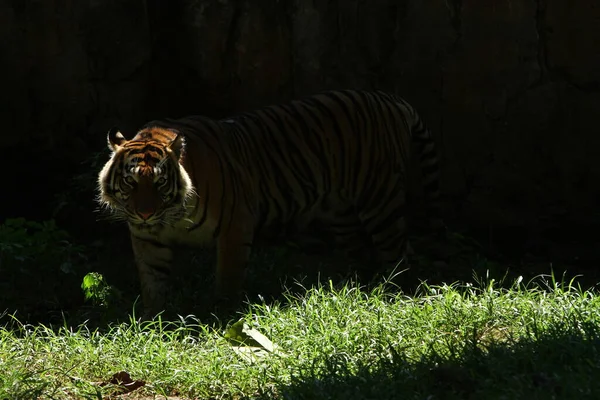 Egy Szumátrai Tigris Kerüli Fényt — Stock Fotó