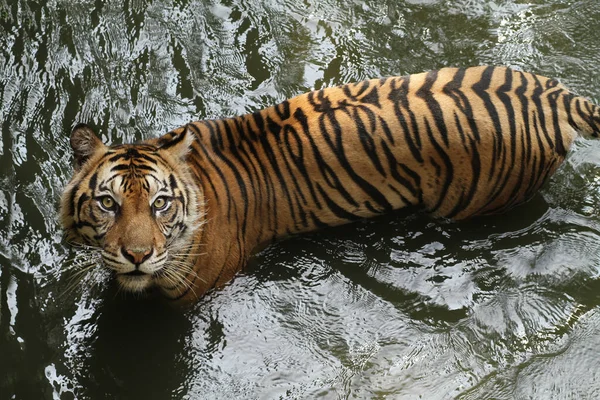 Tigre Sumatran Évitant Lumière — Photo