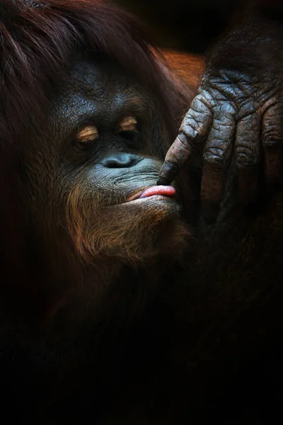 Орангутан Тычет Пальцем Язык — стоковое фото