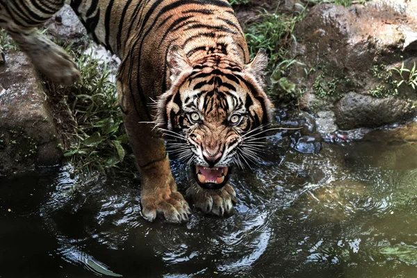 Суматранський Тигр Стоїть Басейні Росте — стокове фото
