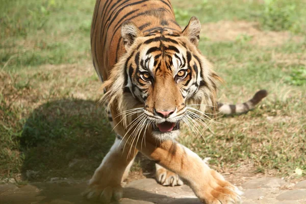 Tigre Sumatra Virar Enquanto Olha Frente — Fotografia de Stock