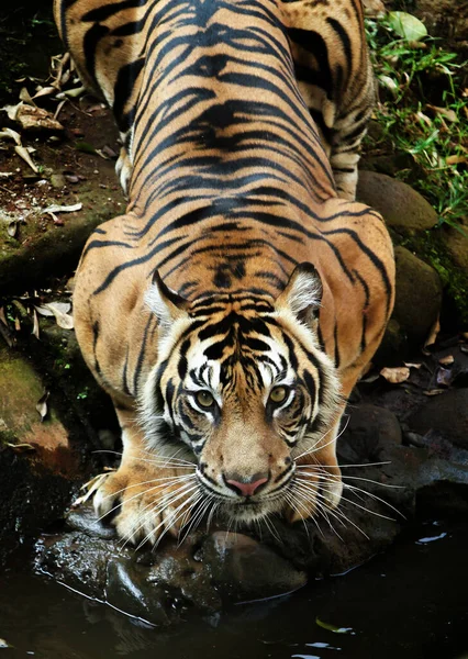 苏门答腊虎正在池塘里喝水 一边看着前面 — 图库照片