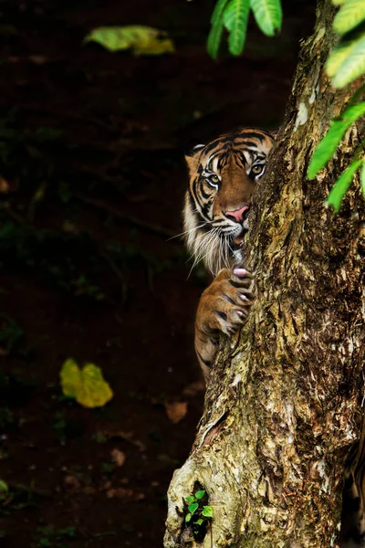 Суматранский Тигр Стоящий Стволе Дерева Выглядывающий Вперед — стоковое фото