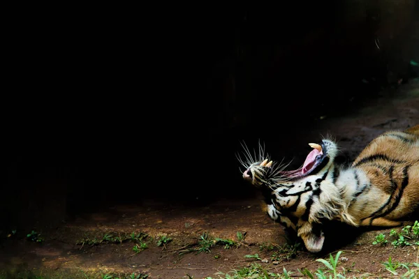 Тигр Зоопарку — стокове фото